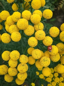 Just a humble flowering Tansy Tanacetum vulgare feat a ladybug  