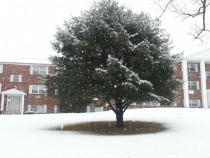 Just a tree in the snow 