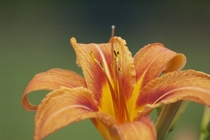 just an average Orange Day Lily 