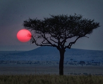Just north of the Serengeti  OC