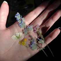 just some pressed flowers i did the other day