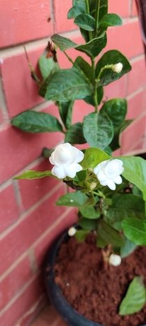 Just two flowers and the space already smells amazing Arabian Jasmine