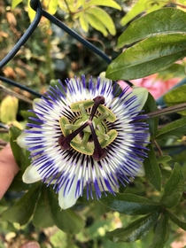 Just walked by this beautiful passionflower next to the side walk