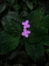 Kaempferia plant 