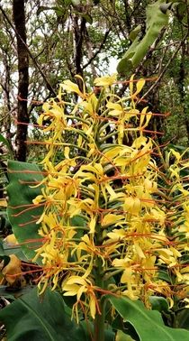 Kahili Ginger Hedychium gardnerianum - Swamp Trail Kauai HI 