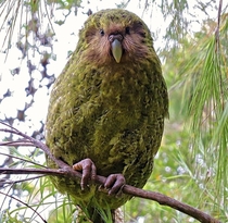 Kakapo A large flightless forest-dwelling parrot with a pale owl-like face Kakapo are moss green mottled with yellow and black above and similar but more yellow below The bill is grey and the legs and feet grey with pale soles Kakapo was chosen as the bir