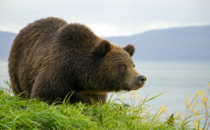 Kamchatka brown bear Ursus arctos beringianus Kuril Lake Kamchatka peninsula 