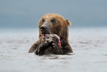 Kamchatka brown bear Ursus arctos beringianus Kurile Lake Russia 