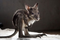 Kangaroo baby 