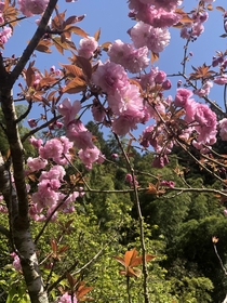 Kanzan Cherry Tree in Japan Prunus Kanzan 