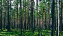 Karelian wild forest Russia 
