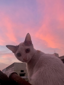 Kat and cotton candy skies