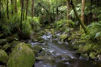 Kauri Forest New Zealandagain 