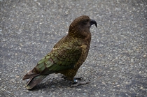 Kea - the worlds only Alpine parrot 