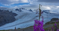 Kenai Fjords National Park - Exit GlacierHarding Icefield Alaska 