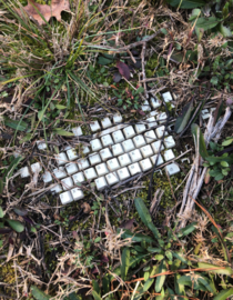 Keyboard in the woods
