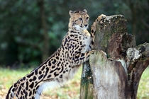 King Cheetah Acinonyx jubatus Tama Zoo Tokyo 