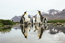 King Penguins from my recent expedition to South Georgia 