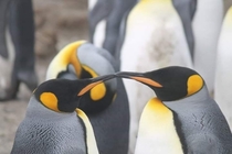 King Penguins in Antarctica 
