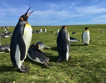 King Penguins on the Falkland Islands