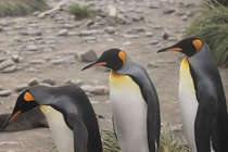 King Penguins South Georgia Island 