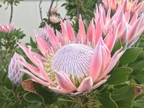 King protea Protea cynaroides spotted on my walk 
