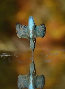 Kingfisher - momentarily dry 