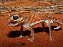 Knob Tailed Gecko 