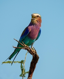 KNP - Lilac Breasted Roller