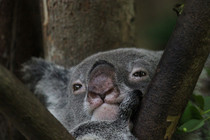 Koala deep in thought 