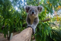 Koala joey Steve Irwin Wildlife Hospital Australia 
