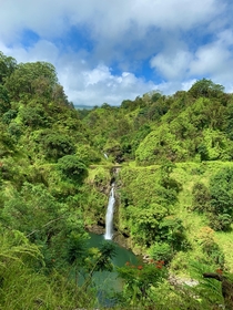 Koolau Forest Reserve Maui Hawaii 