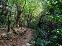 Kuliouou Ridge Trail at pre-Covid times Oahu Hawaii 