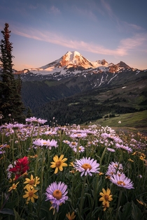 Kulshan Krash Mount Baker Wilderness WA state  A kaleidoscope of alpestrine flowers blankets this polychromatic paradise as this cascade majesty basks in the ebbing rays of the sinking summer sun Photo  shots for focus  for dynamic range Edited in LR PS