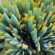 Kumara Plicatilis - Fan Aloe 