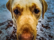 Labrador sniffing my camera
