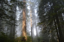 Lady Bird Johnson Grove - Redwood National Park 