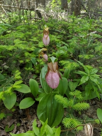 Lady slippers abound