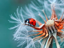 Ladybug On a Dandelion