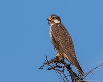 Laggar Falcon - Falco jugger - Tal Chappar Rajasthan India 