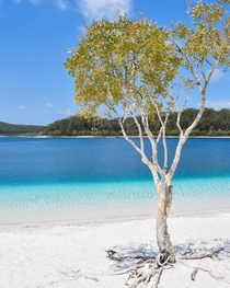 Lake Mckenzie Fraser Island Australia x 