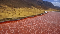 Lake Natron Tanzania - colored a deep red due to the photosynthesizing pigment of extremophile bacteria thriving in the salty waters it is extremely toxic to other animals The surface is covered in salt crusts  photo by Gerry Ellis x-post rHellscapePorn