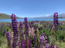 Lake Tanaka New Zealand during lupin season 