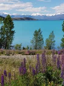 Lake Tekapo New Zealand x