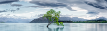 Lake Wanaka lonely willow tree New Zealand Photo Timothy Poulton 