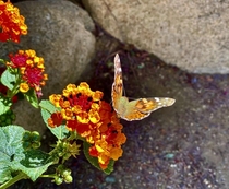 Lantana camara and a Painted Lady butterfly