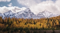 Larch Trees in the Fall Banff National Park 