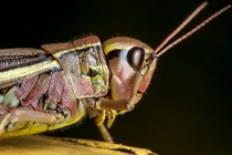 Large marsh grasshopper Mecostethus grossus doing a facepalm 