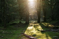 Last Golden Rays Mt Hood National Forest  NC - mm film x