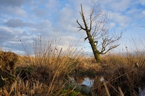 Last tree standing in Dutch wetlands Dwingelerveld 